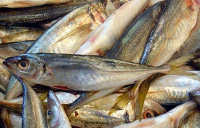 Carapau