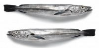 Pescadinhas