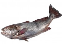 Corvina do Anzol (3 a 4 kg)