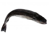 Pescada (aprox. 1.5 Kg)