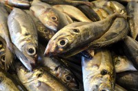 /album/galeria-de-fotos-inicio/fish-1786792-1920-jpg/