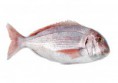 Pargo legítimo (aprox. 1.5 Kg)