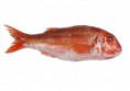 Salmonete